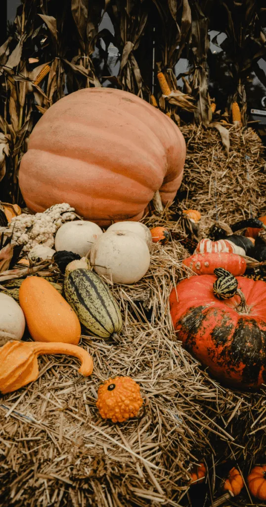 Outdoor corner decorated with mini pumpkins, gourds, and small potted pine trees with fairy lights.