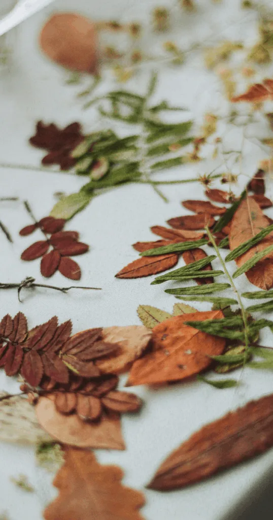 Vintage frame holding pressed dried autumn leaves as elegant wall art.
